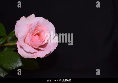Single Light Pink Rose on Black Fabric Backdrop Stock Photo