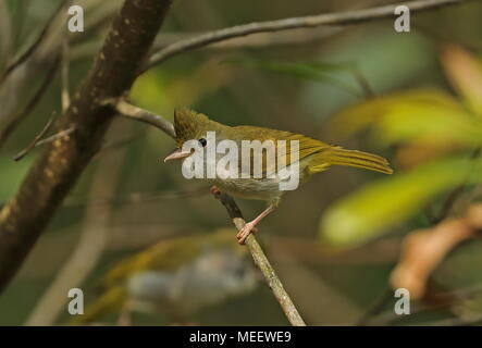White-bellied Erpornis (Erpornis zantholeuca tyrannulus) adult perched on twig  Dasyueshan National Forest, Taiwan                      April Stock Photo