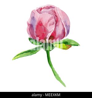 Botanical watercolor illustration sketch of pink peony bud on white background. Vector illustration Stock Vector