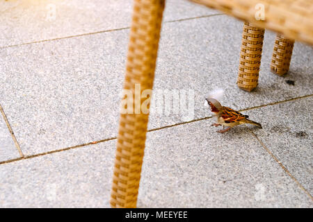 Sparrow with a white feather in his beak sits on a granite pavement. Little bird in the urban environment, Bialystok, Poland Stock Photo