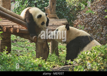 Mother panda and cub at the Chengdu Research Base of Giant Panda Breeding in Chengdu, Sichuan, China Stock Photo