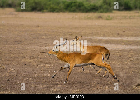 Kob (kobus kob) in the wild, Uganda Stock Photo