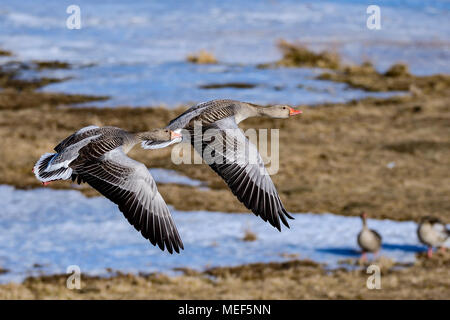 Greylag goose couple in perfect harmony