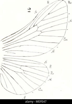 . Die fossilen insekten und die phylogenie der rezenten formen; ein handbuch . Stock Photo