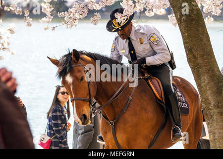 A National Park Ranger patrols the National Mall amidst cherry blossoms in peak bloom, Spring 2018, Washington, DC, USA. Stock Photo
