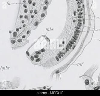 . Die Entwicklung der Kiemen bei Cyclas cornea und andern Acephalen des süssen Wassers : ein Beitrag zur Organogenese und Phylogenie der Lamellibranchiaten . Stock Photo