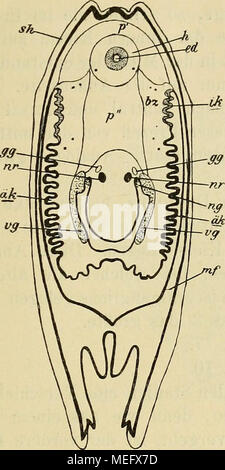 . Die Entwicklung der Kiemen bei Cyclas cornea und andern Acephalen des süssen Wassers : ein Beitrag zur Organogenese und Phylogenie der Lamellibranchiaten . Stock Photo