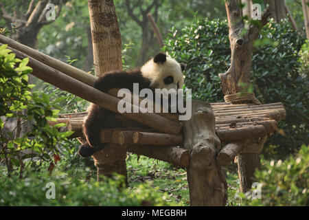 Panda cub learning to climb at the Chengdu Research Base of Giant Panda Breeding in Chengdu, Sichuan, China Stock Photo