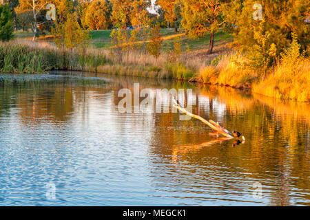 A bird enjoying the last of the sunlight while sitting on a submerged log in a pond Stock Photo