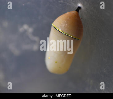 Pupa of plain tiger butterfly hanging by the silk having a golden median line Stock Photo