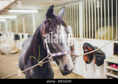 Anglo-arabian racehorse watching horse in the stables Stock Photo