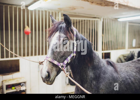 Anglo-arabian racehorse watching horse in the stables Stock Photo