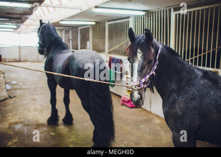 Anglo-arabian racehorse watching horse in the stables Stock Photo