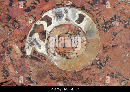 Ammonite (Goniatite) Fossil, Morocco Stock Photo