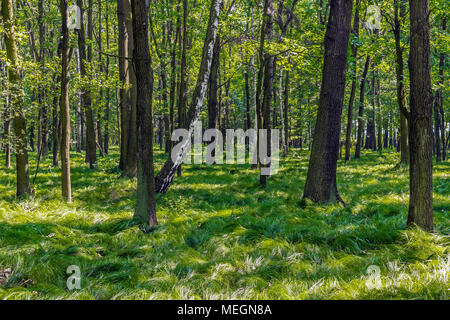 Natural summer forest with mossy covered trees and grassy forest bedding in Zabrze, Silesian Upland, Poland. Stock Photo