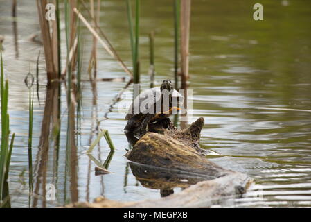 Red-eared slider (Trachemys scripta elegans) - front three-quarter view up on a log in the pond at Jericho beach, Vanouver. Stock Photo