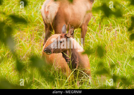 Roosevelt Elk In Prairie Creek Redwoods State Park IN California Stock Photo