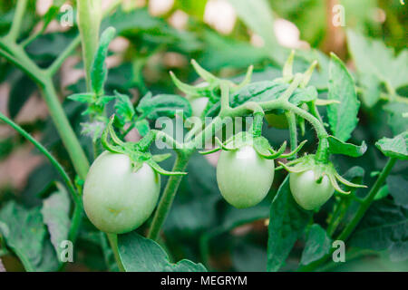 green unripe tomatoes hanging on a bunch. Stock Photo