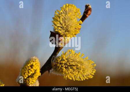Fluffy yellow blooming spring buds of a willow on a branch Stock Photo