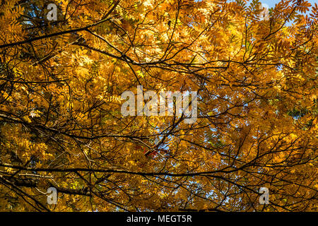 Branches of trees and leaves, photographed from below Stock Photo