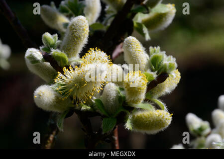 Halberd Willow [Salix hastata Wehrhahnii] catkins in spring Stock Photo