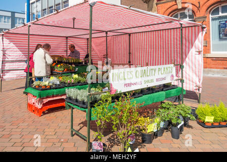Gardeners buying Spring bedding and pot plants at a weekly market flower stall  in  Redcar North Yorkshire Stock Photo