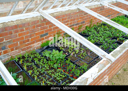 A Victorian Cold Frame with young bedding plants with the glass covers opened in a hot April day in Helmsley Walled Garden Stock Photo