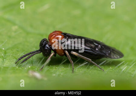 Sawfly resting on bramble leaf. Tipperary, Ireland Stock Photo