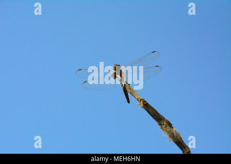 dragonfly in blue sky background Stock Photo