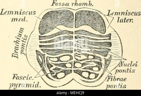 . Die descriptive und topographische Anatomie des Menschen . 535. Frontalschnitt der Brücke in der Höhe des Tuberculum acusticum. Natürl. Grösse. Nach Ablösung des Tentorium von den Felsenbeinpyramiden und Durch- trennung der Ursprünge der Gehirnnerven, des verlängerten Markes und der Wirbelarterien wird das ganze Gehirn aus der Schädelhöhle herausgenommen, umgestürzt, und dadurch die Gehirnbasis zur Anschauung gebracht (siehe Fig. 563). Hier sind sichtbar: a) Die vordere durchlöcherte Lamelle, Substantia perforata anterior, in eine mittlere und zwei seitliche durchlöcherte Stellen zerfallend, Stock Photo