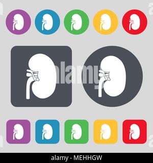 Kidney icon sign. A set of 12 colored buttons. Flat design. Vector illustration Stock Vector