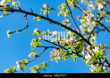 Głębowice, Poland. April 22, 2018. Apple tree during flowering. Spring sunny weather. Apple trees flourish in all their glory. Credit: w124merc / Alamy Live News Stock Photo