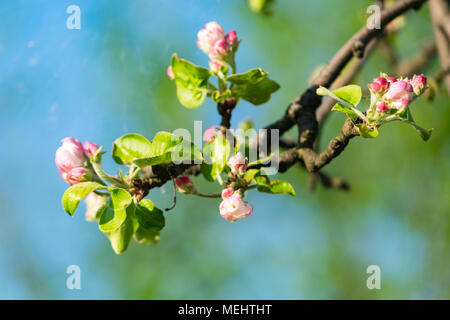 Głębowice, Poland. April 22, 2018. Apple tree during flowering. Spring sunny weather. Apple trees flourish in all their glory. Credit: w124merc / Alamy Live News Stock Photo