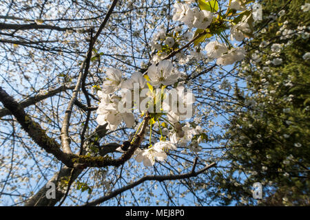 Cherry blossom hangs in a canopy from a thicket of wild cherry trees, prunus avium. Stock Photo