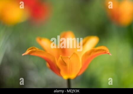 single spring flower isolated with meadow background - orange flower Stock Photo