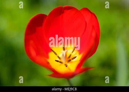 red spring flower on meadow -  single  red tulip isolated with meadow background Stock Photo