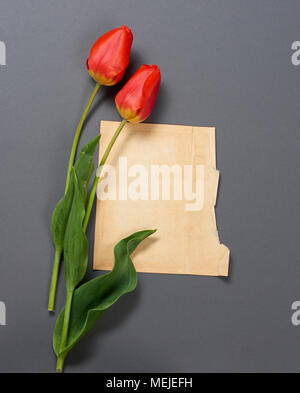 natural tulips flowers on dark gray background, old paper sheet for text - love and holiday concept Stock Photo