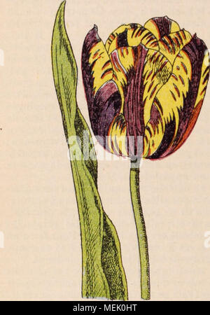 . Dictionnaire d'horticulture illustrÃ© / par D. Bois  prÃ©face de Maxime Cornu  avec la collaboration de E. AndrÃ© ... [et al.]. . Fig. 920. â Tulipa Gesnehiana L. TYROGLYPHES. Acariens de la famille des Sarcoptides, qui s'attaquent Ã toutes les subs- tances vÃ©gÃ©tales ou animales en dÃ©composition. Ils*pullulent dans les cuisines oÃ¹ l'on aban- donne des lÃ©gumes Ã l'humiditÃ©, dans le/s cham- pignonniÃ¨res, dans la farine gÃ¢tÃ©e, sur les fruits secs mal conservÃ©s, etc. L'humiditÃ©, qui provo- que la moisissure, est. la condition favorable Ã leur genre de vie. Il importe donc de placer da Stock Photo