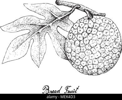 Tropical Fruits, Illustration Hand Drawn Sketch of Breadfruit or Artocarpus Altilis Isolated on A White Background. High in Vitamin C, Omega 3 and 6 w Stock Vector