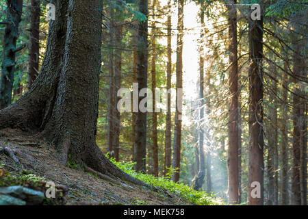 Magnificent breathtaking peaceful Carpathian pine forest growing on steep slope of mountain. Bright sun rays shining through mighty tree trunks. Natio Stock Photo