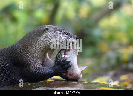 River otter with its lunch. Eurasian common otter eats raw fish on a rock holding it with its hands, side view closeup portrait with copy space Stock Photo