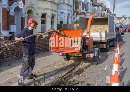 A workman using a wood chipper to shred tree branches into wood chip.  Earlsfield, London, UK Stock Photo