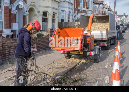A workman using a wood chipper to shred tree branches into wood chip.  Earlsfield, London, UK Stock Photo