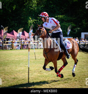 A rider competing in the Mounted Games places a tin cup on a pole while at full gallop Stock Photo