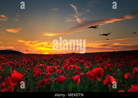 Poppy fields with WW11 planes flying into the view as the sun goes down. Stock Photo