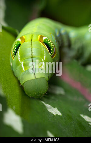 Vine Hawk Moth Caterpillar stage. Extreme macro photography close-up image of Hippotion celerio or Silver-Striped Hawk Moth. Bizarre fake eyes spots