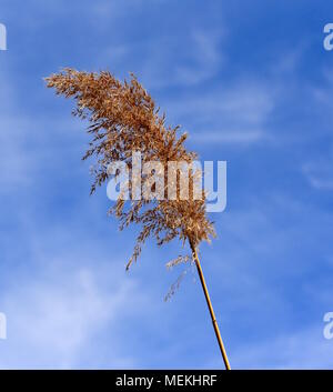 Common reed grass seed head silhouetted against a blue sky. Stock Photo