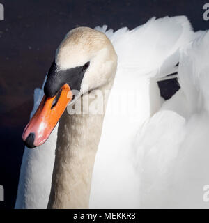 Close up of swans head Stock Photo