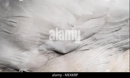 Close up of swan feathers Stock Photo