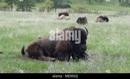 Buffalo in Custer State Park Stock Photo